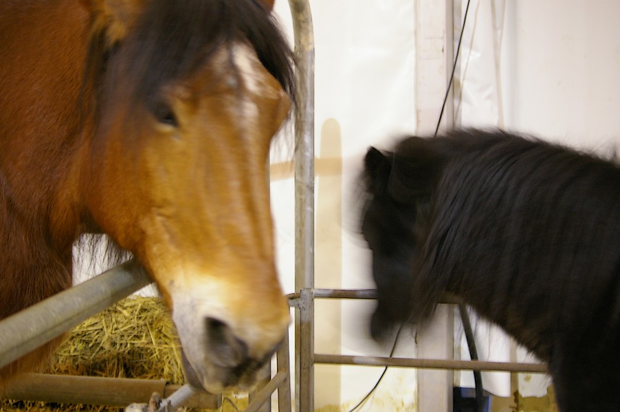 Salon de l agriculture et de la nature de l essonne: salon de l agriculture 070